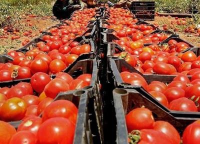 بازگشت محموله های گوجه فرنگی از عراق به دلیل خرابی