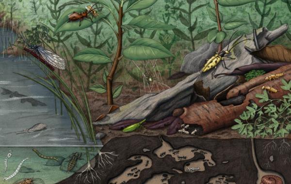 تور ارزان استرالیا: هزاران فسیل کمیاب چند ده میلیون ساله در استرالیا کشف شد