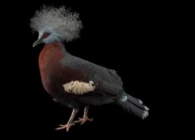 گزارش تصویری، دنیای رنگارنگ کبوترها؛ تا به حال کبوتر 100 میلیارد تومانی دیده اید؟